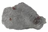 Plate of Three Red Embers Garnets in Graphite - Massachusetts #272732-1